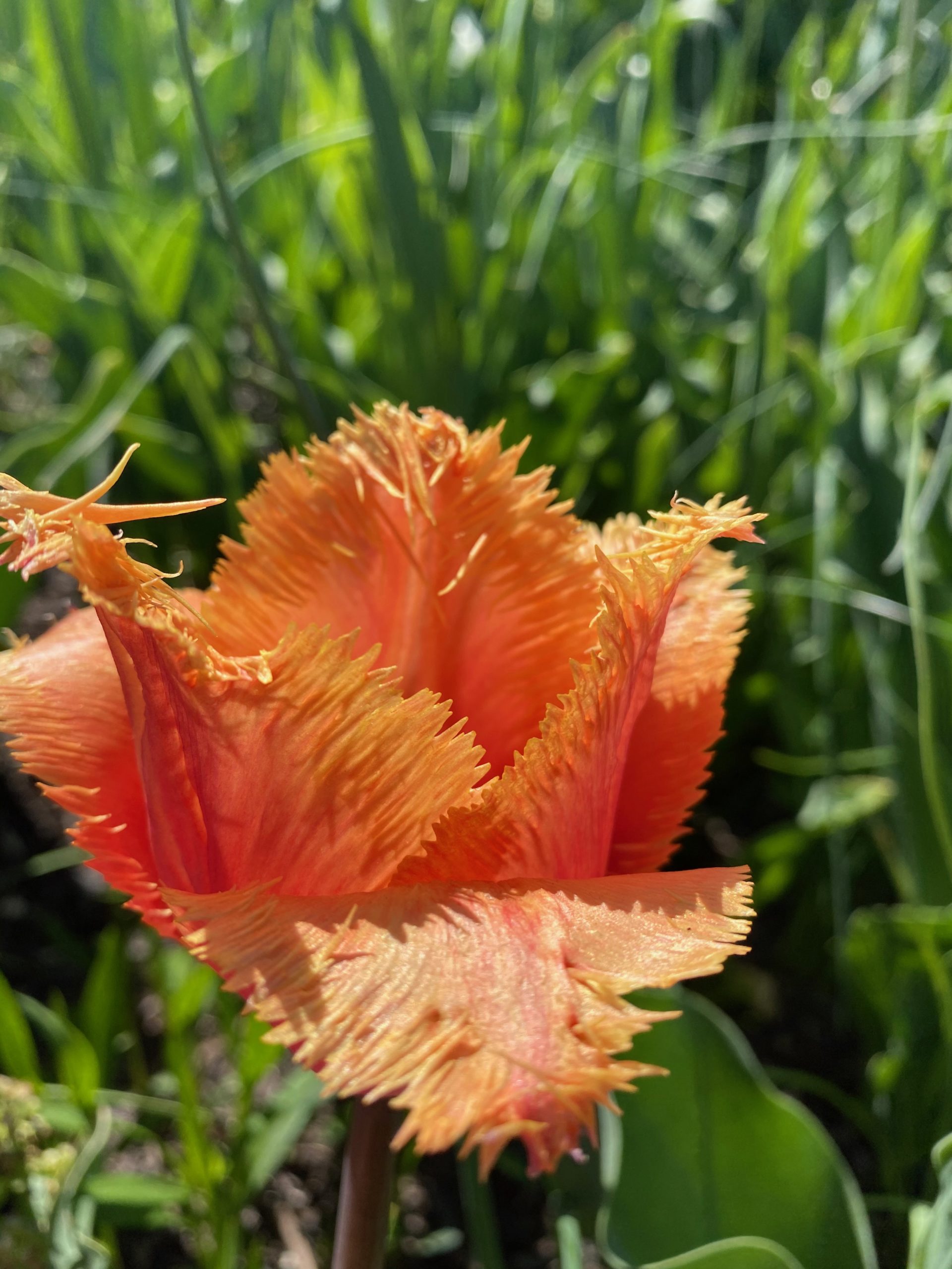 Lambada – Gardenista