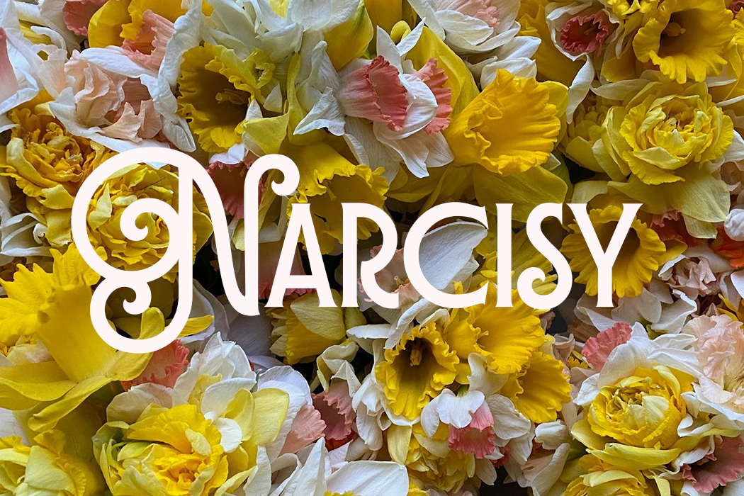 Narcisy — cibulky