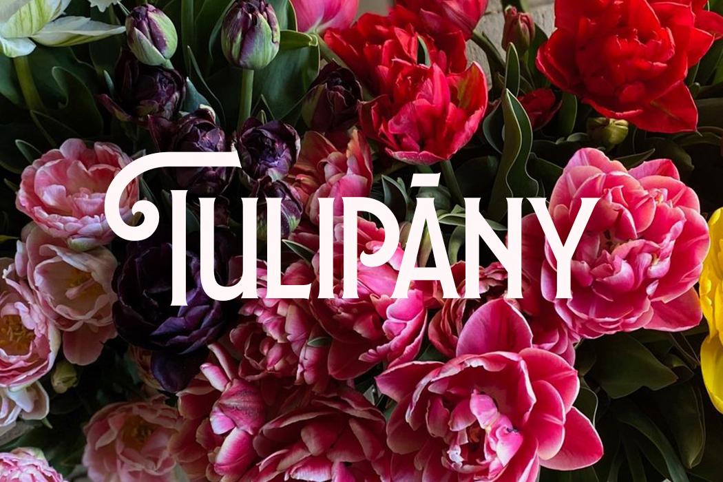 Tulipány — cibulky