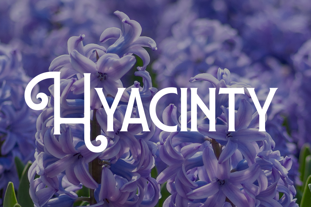 Hyacinty — cibulky