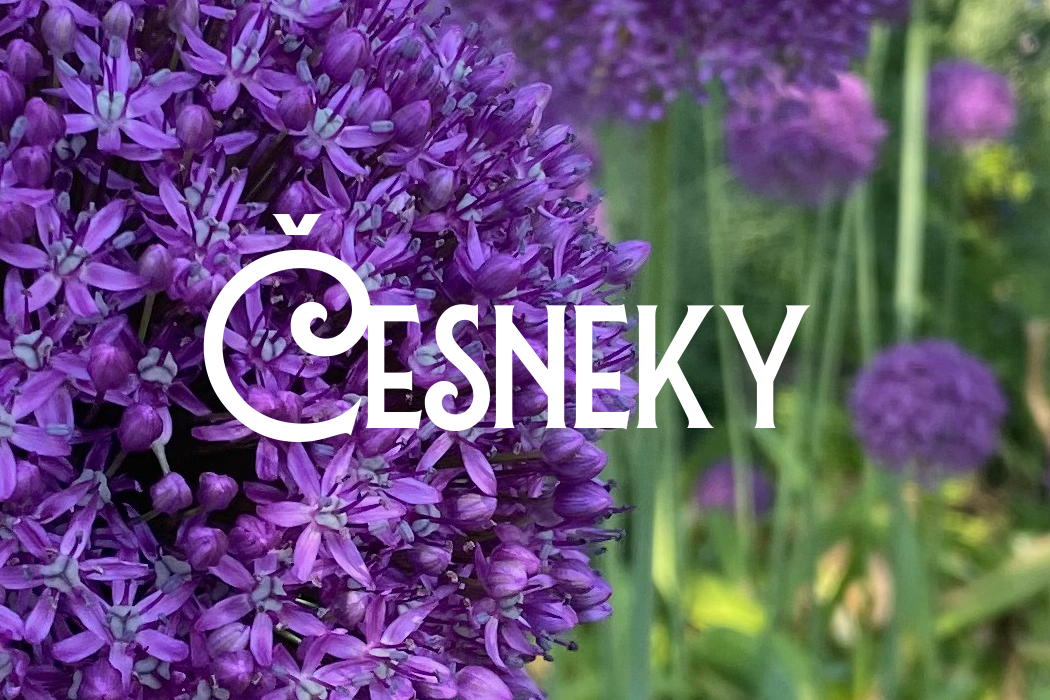 Okrasné česneky – cibulky